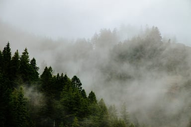 Forêt dans la brume