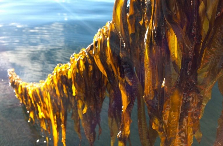 Cultiver des algues sous des panneaux solaires en mer, c’est possible
