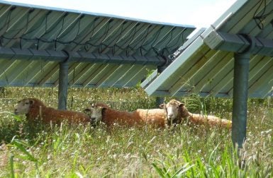 Les parcs photovoltaïques peuvent-ils faire bon ménage avec la biodiversité ?