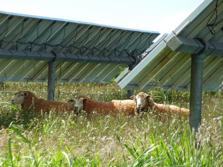 Les parcs photovoltaïques peuvent-ils faire bon ménage avec la biodiversité ?