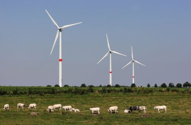 Les éoliennes sont-elles responsables de troubles sanitaires et d’une surmortalité dans les élevages ?