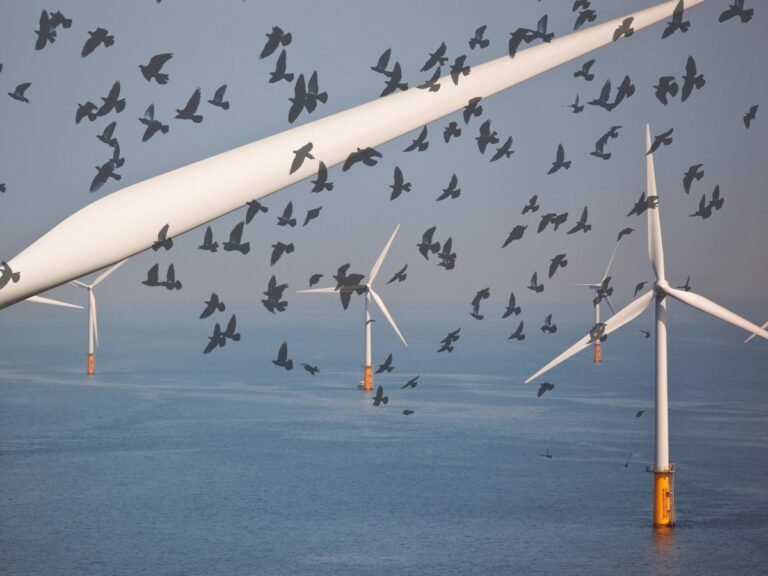 Les oiseaux marins éviteraient les éoliennes offshore, vraiment ?