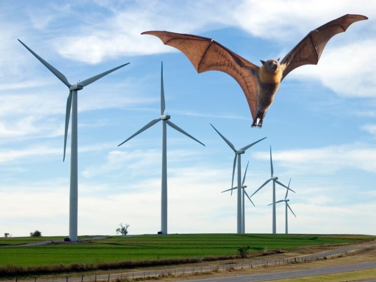 Ce parc éolien définitivement abandonné à cause de chauves-souris