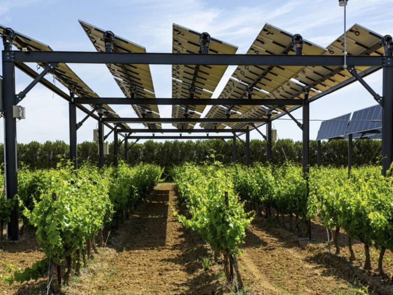 Vigne et panneaux solaires font-ils bon ménage ?