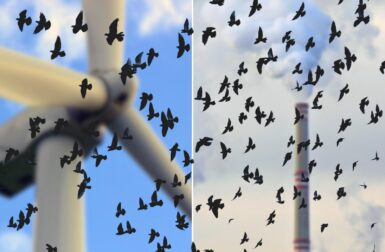 Pourquoi le pétrole et le gaz tuent plus d’oiseaux que les éoliennes