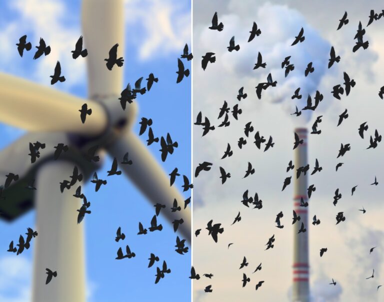 Pourquoi le pétrole et le gaz tuent plus d’oiseaux que les éoliennes