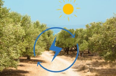 L’étonnant mariage de l’énergie solaire et des oliveraies