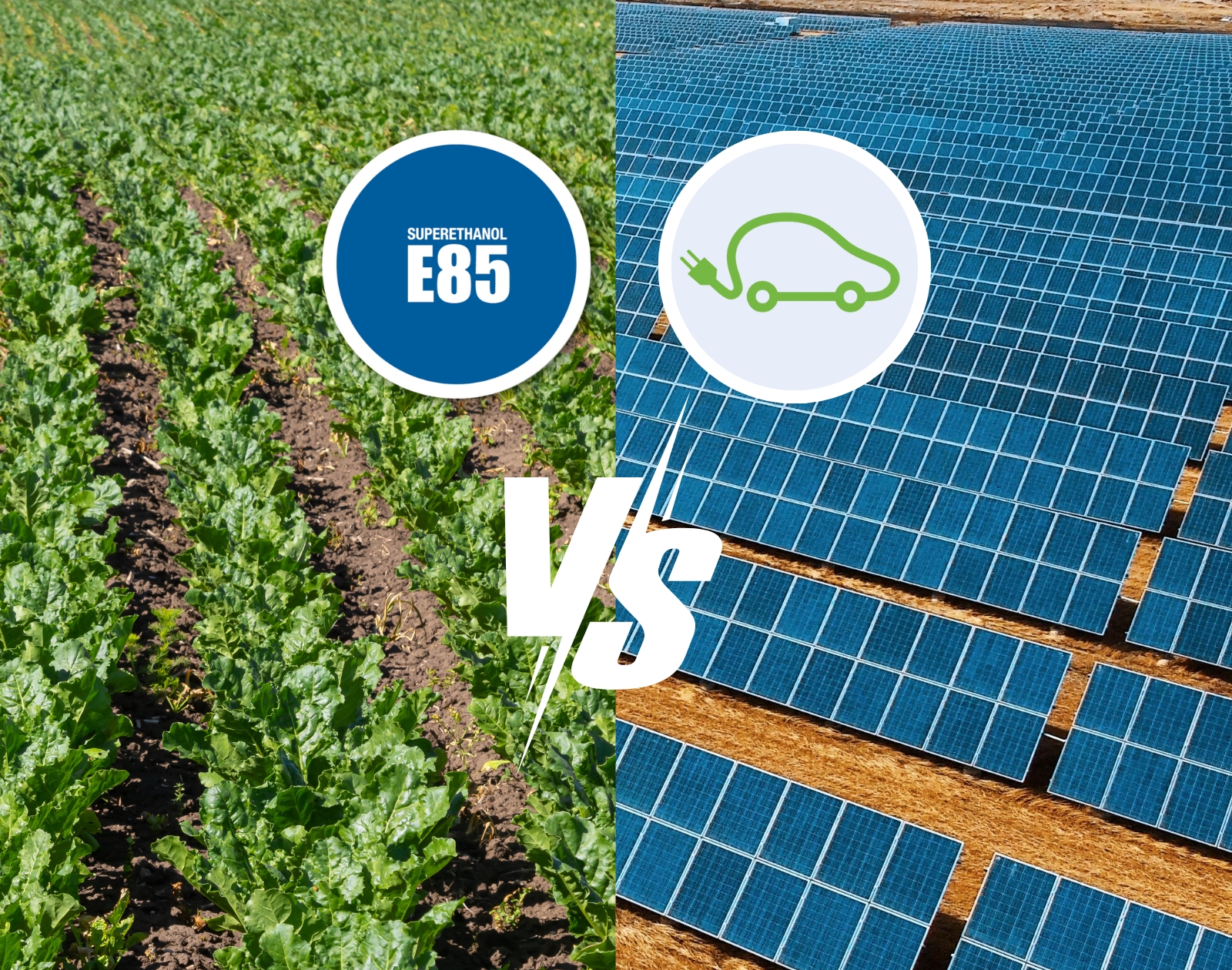 Panneaux solaires ou champs de betteraves : qui est le plus efficace pour alimenter les voitures « propres » ?