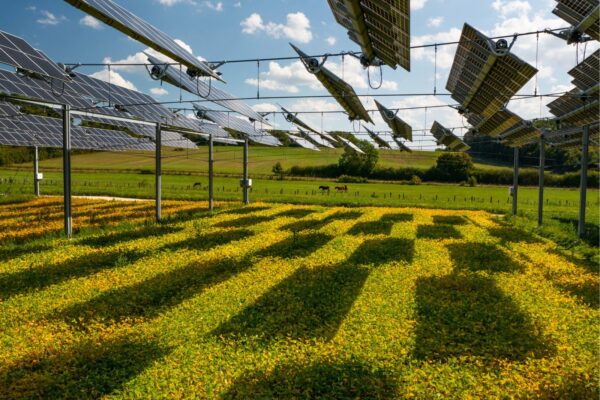 Des panneaux solaires au-dessus d’une culture bio de céréales ? C’est possible
